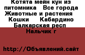 Котята мейн-кун из питомника - Все города Животные и растения » Кошки   . Кабардино-Балкарская респ.,Нальчик г.